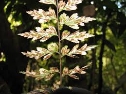 Image result for Asplenium aethiopicum