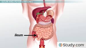 Its function is to sweep undigested food particles and bacteria out of the small intestine and into the large intestine. What Is The Small Intestine Anatomy And Functions Video Lesson Transcript Study Com
