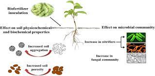 Role Of Algae As A Biofertilizer Sciencedirect