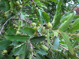 Image result for Diospyros mespiliformis