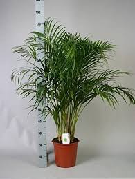 We are proud to host this wonderful organization that helps protect florida's native butterflies. Areca Palm House Plant Butterfly Palm Dypsis Lutescens 100 120cm Tall In 24cm Pot Amazon Co Uk Garden Outdoors