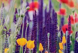 Download Grow A Mini Wildflower Garden Home Garden And Homestead