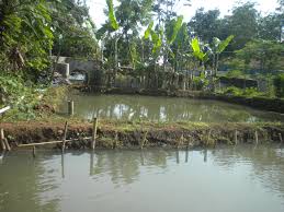 Budidaya Ikan Mas Latansafish