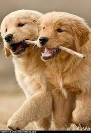 Beautiful Nature Retriever Puppy Cute Dogs Puppies