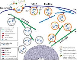 We did not find results for: Frontiers Lysosomes And Cancer Progression A Malignant Liaison Cell And Developmental Biology