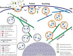 The phagosome is acidified and fuses with lysosomes, which contain lysozyme and acid hydrolases that can degrade bacterial cell walls and proteins. Frontiers Lysosomes And Cancer Progression A Malignant Liaison Cell And Developmental Biology