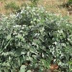 Image result for Ipomoea rubens