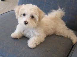 Lorrie Grainger Abdo New Member Of The Family Maltese Poodle Mix Maltipoo Puppy Maltese Poodle