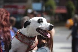 If you are looking for a new loving puppy i would definitely recommend adopting from them. Bringing Your Dog To Nyc