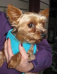 Lewis & clark prepares students for lives of local and global engagement. Salem Or Yorkie Yorkshire Terrier Meet Teddy Bear A Pet For Adoption