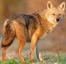 Golden Jackal Canis Aureus Mammals Canis Animals