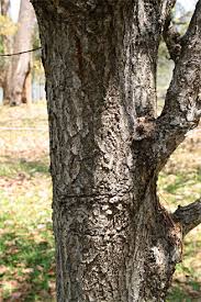 Image result for Phyllanthus engleri