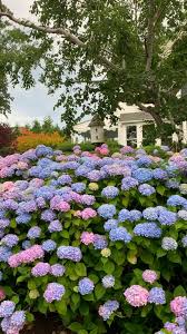 10 Hydrangea Tips Tricks Trivia Shorelines Illustrated Video Video In 2020 Cottage Garden Design Beautiful Gardens Dream Garden