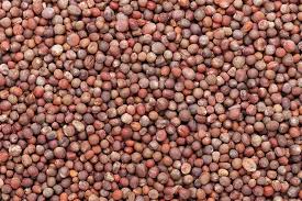 Push down any floating seeds with your finger as broccoli seeds tend to float at first. How To Save Broccoli Seeds Gardener S Path