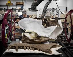 The Burke Museum Olson Kundig