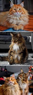 Maine coon cats are big, fluffy, affectionate pets. 15 Fluffy Maine Coon Cats You Don T Want To Miss On Instagram Bored Panda