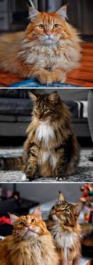 The cats they carried on their ships most likely left the ship either permanently or just for a little shore leave, bred with the existing native. 15 Fluffy Maine Coon Cats You Don T Want To Miss On Instagram Bored Panda