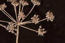 Image result for Pimpinella ledermannii