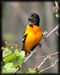 This is a list of the bird species of india and includes extant and recently extinct species recorded within the political limits of the republic of india as defined by the indian government are known to have. Blackbirds Orioles All Eleven Species Expected In Indiana Have Been Photographed Indianajones
