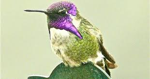 Blocker Kolibri Kina