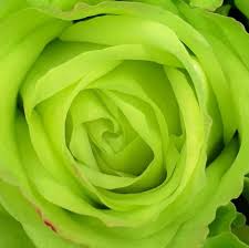 Various folk cultures and traditions assign symbolic meanings to plants. 21 Special Rose Color Meanings Rose Flower Meanings For Valentine S Day