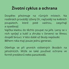 Image result for květopas jahodníkový