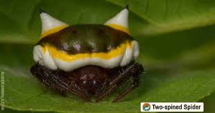 Image result for Poecilostachys