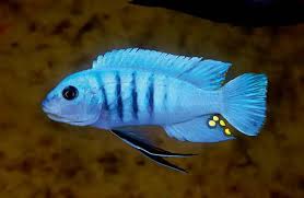 Ad Konings to give cichlid talk in the UK