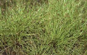 Image result for Eleocharis nigrescens