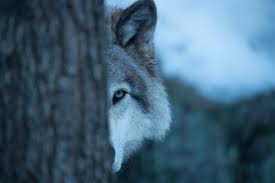 Fox in the snow winter wolves animals beautiful wolf pictures. Ø§Ø³Ù… Ø§Ù„Ø°Ø¦Ø¨ Ø¨Ø§Ù„Ø§Ù†Ø¬Ù„ÙŠØ²ÙŠ The Wolf Ø§Ù„ÙƒÙ„Ù…Ø© Ø§Ù„Ù…Ø±Ø¹Ø¨Ø© Ø§Ø­Ø§Ø³ÙŠØ³ Ø¨Ø±ÙŠØ¦Ø©