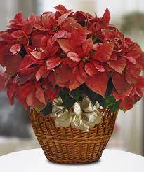 Poinsettia Plant Poinsettia Plant Christmas Flowers Holiday Flower