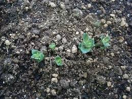 какой способ размножения используют при выращивании картофеля и лука Vyrashivanie Kartofelya Iz Semyan Tehnologiya Posadki Semenami Na Rassadu