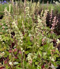 Image result for Heuchera cylindrica Greenfinch