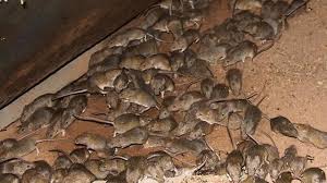 They're now begging the state government for help. Mouse Plague May Be Coming