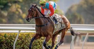 嘉應高昇」榮登香港馬王「浪漫勇士」四度榮膺最佳中距離馬