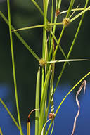 Image result for Kyllinga stenophylla