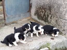 Border collie puppies for sale. Beautiful Border Collie Puppies For Sale Lucena City Free Classifieds In Philippines