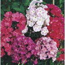 2 5 Quart In Pot Creeping Phlox L6559 Lowes Com Creeping Phlox Easy Perennials Perennials