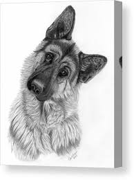 Black And White German Shepherd Painting Pin By Reza On Dog