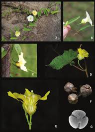 Image result for Xenostegia alatipes