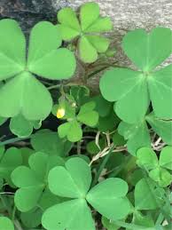 You never know when this knowledge might come in handy. Plant Identification Wild Sorrel Or Clover Gardening Landscaping Stack Exchange
