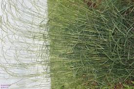 Image result for Sehima