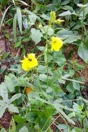 Image result for Achyrospermum aethiopicum