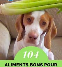 Quels Sont Les Aliments Que Peut Manger Un Chien Le Guide Pratique Pour De 100 Aliments Recettes De Nourriture Pour Chien Recettes Pour Chien Alimentation Chien