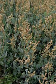 Image result for Kyphocarpa angustifolia