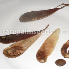 Image result for Schizolobium parahyba