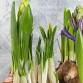 Spring Bulb Planter Workshop - Naperville