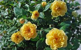 Sunrosa Yellow Rose 3 Gallon Rose Bushes Buy Plants Online Shrub Roses Yellow Shrubs Showy Flowers
