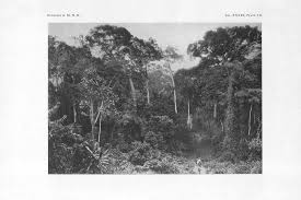 Image result for Vernonia ituriensis