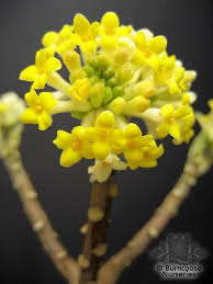 It is most highly prized for its flowers, which appear in clusters on the tips of the bare. Edgeworthia Chrysantha From Burncoose Nurseries